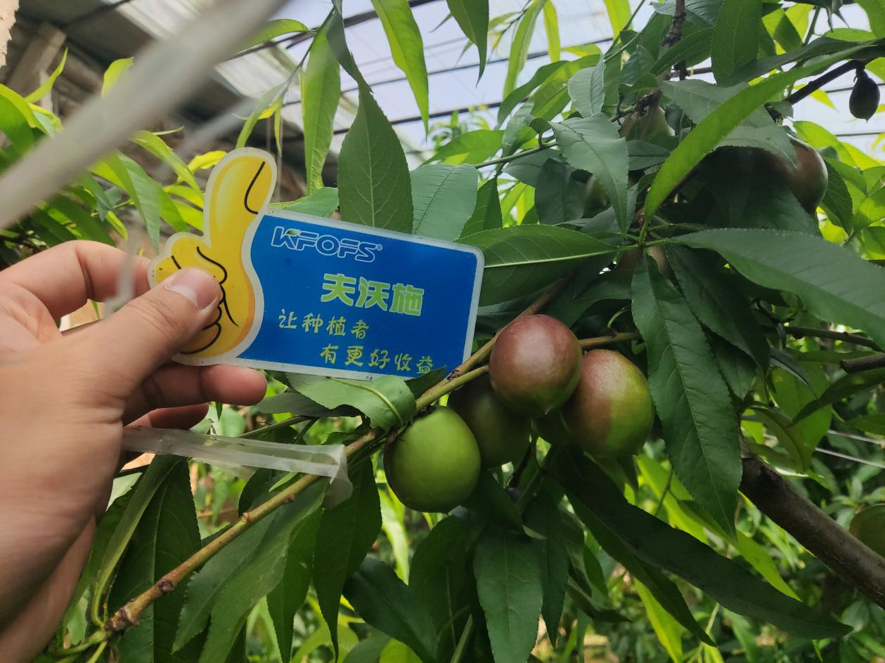 桃樹施什么肥料？劉大哥告訴你