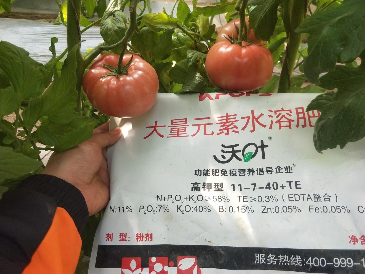 西紅柿用什么肥料比較好？