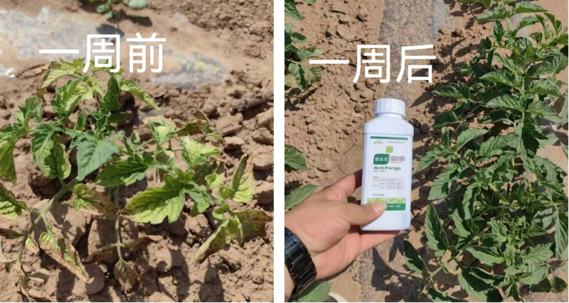 作物藥害怎么解決？找安法戈