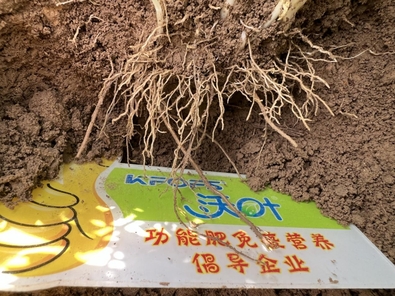 藥害補救快方法—中藥材舉例