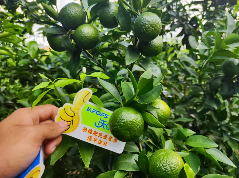 硼肥對果樹的重要性你了解嗎？