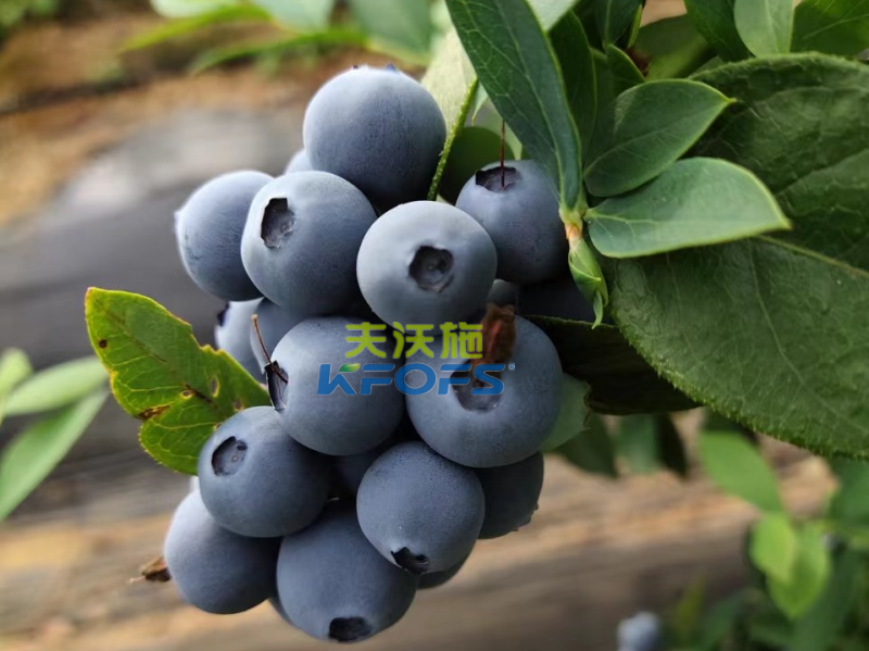 生根劑哪個好？張大哥強推沃葉根樂夫