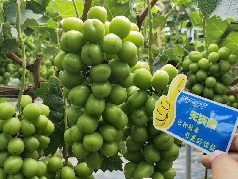 【已用】2022年7月21日，回訪地址：江蘇鹽城使用產(chǎn)品沃水寶粉劑，回訪作物：陽光玫瑰使用效果：使用沃水寶粉劑陽光果粒均勻糖度高，穗型緊湊，膨果均勻，沒有大小?，F(xiàn)象，單果粒重量以經(jīng)達(dá)到16克 (5).jpg