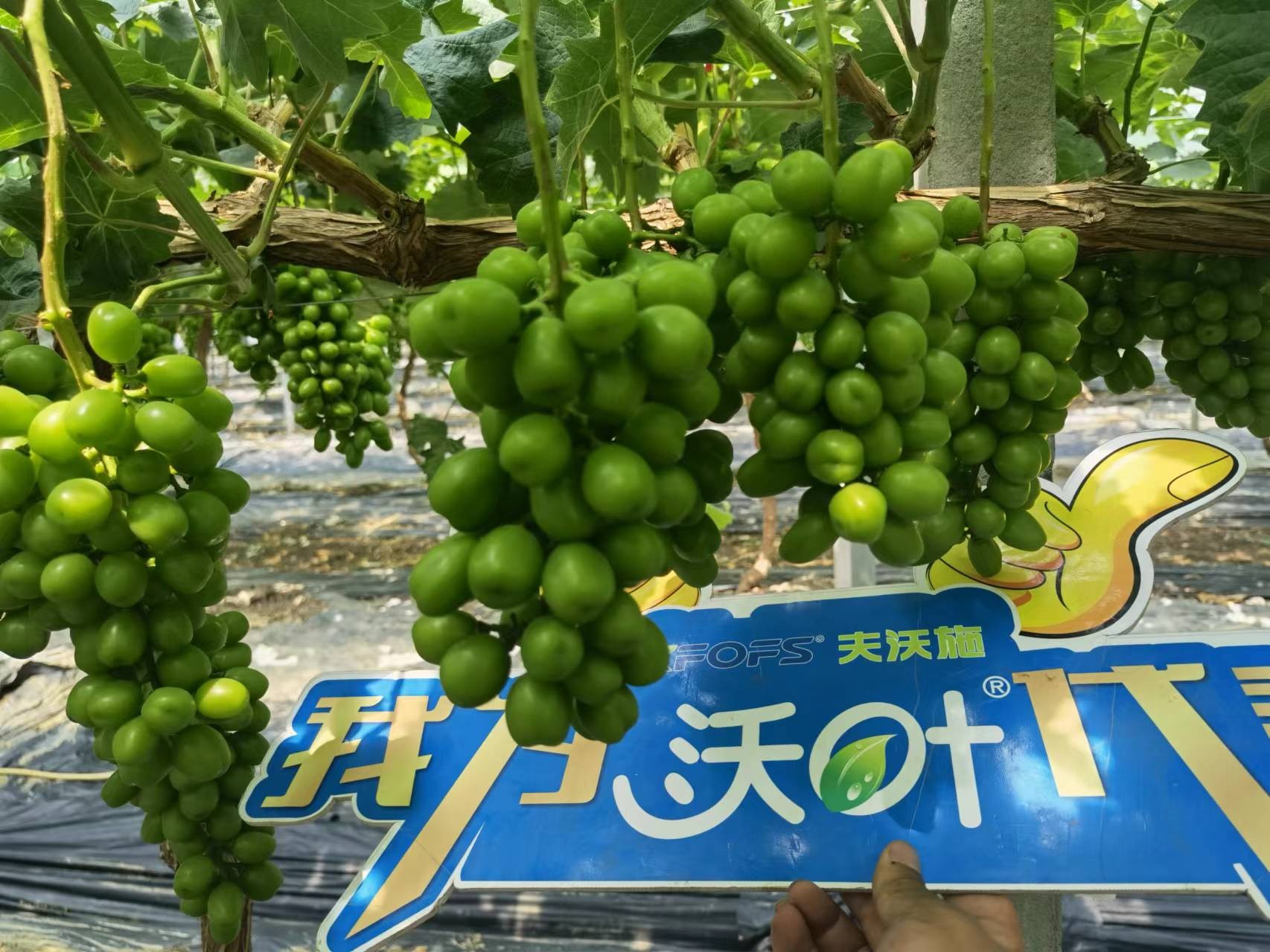 回訪時(shí)間：2022年6月26日，回訪地址：江蘇鹽城大豐使用產(chǎn)品：沃葉整套系列產(chǎn)品，回訪作物： 陽光玫瑰使用效果：全程使用沃葉陽光玫瑰，樹勢健壯，葉片寬大濃綠、肥厚。果穗漂亮，預(yù)計(jì)畝產(chǎn)6000斤。 (9).jpg