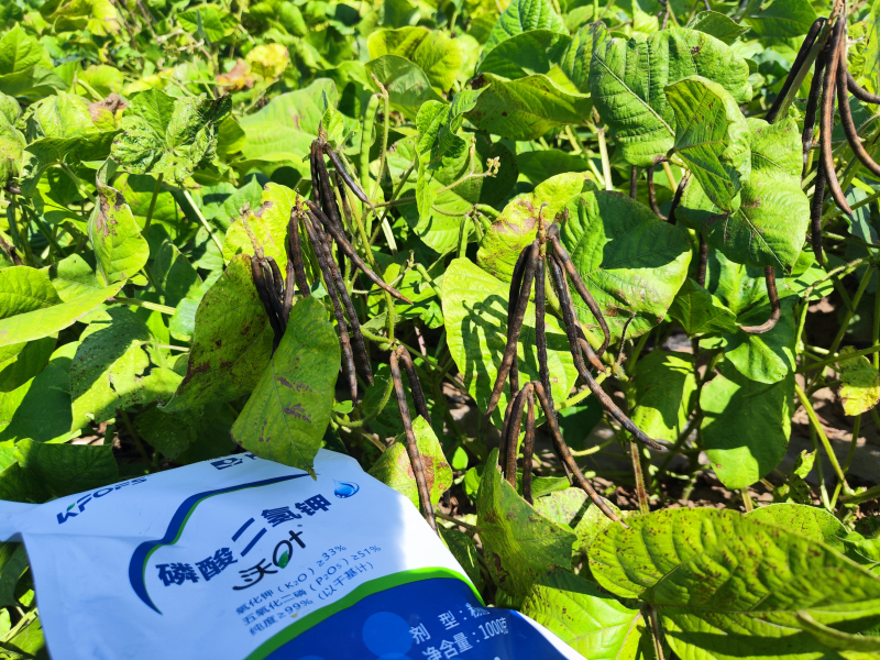 葉面肥在綠豆效果怎么樣？