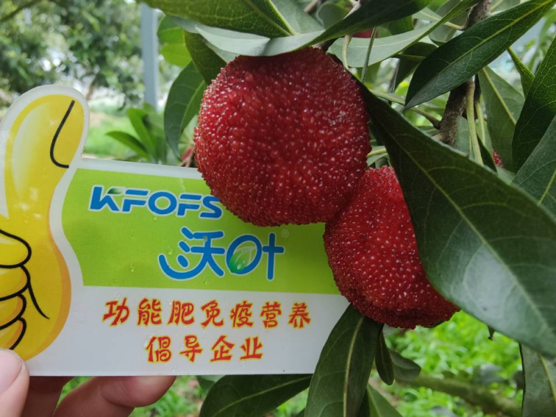 葉面肥什么時(shí)候打效果好？