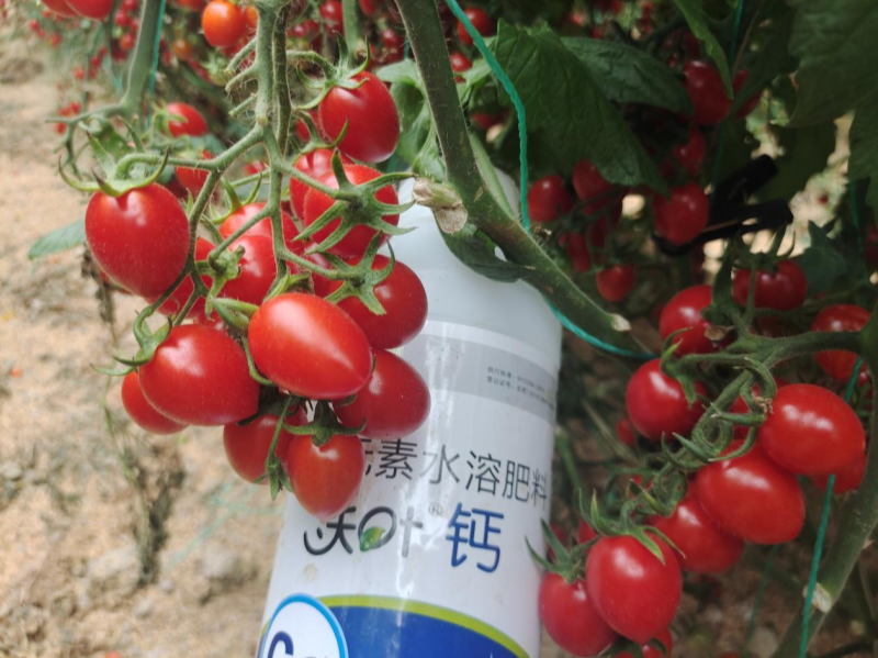 鈣肥有哪些？