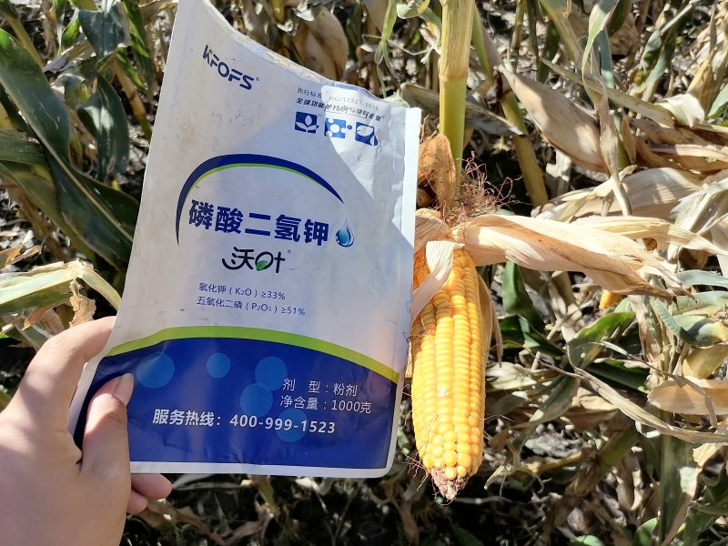 磷酸二氫鉀在玉米上效果怎么樣？