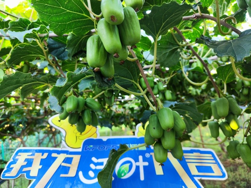 葉面肥效果怎么樣？看這篇