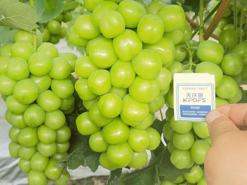 種植葡萄技術(shù)，這3點(diǎn)一定要掌握