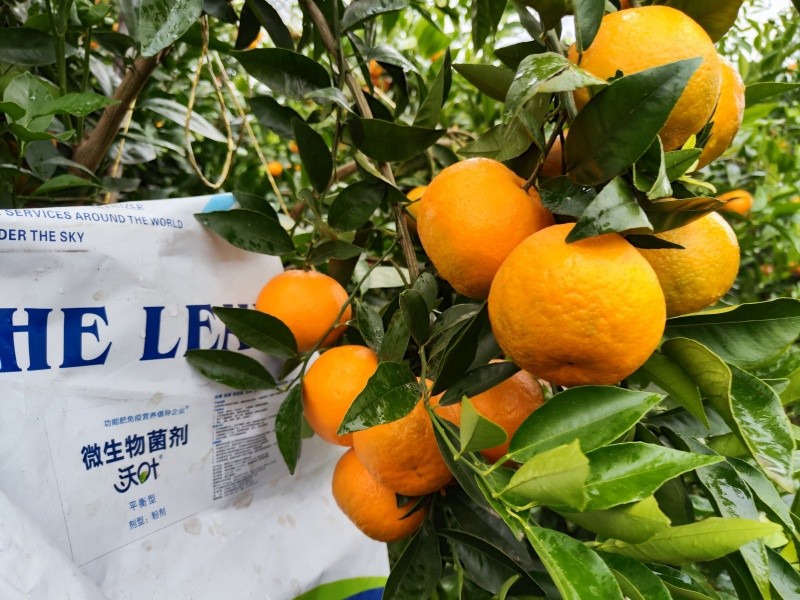 柑橘施肥-柑橘用沃葉微生物菌劑果實顏色好.jpg