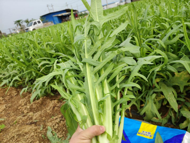 水溶肥全程管理葉菜品質(zhì)好、產(chǎn)量高