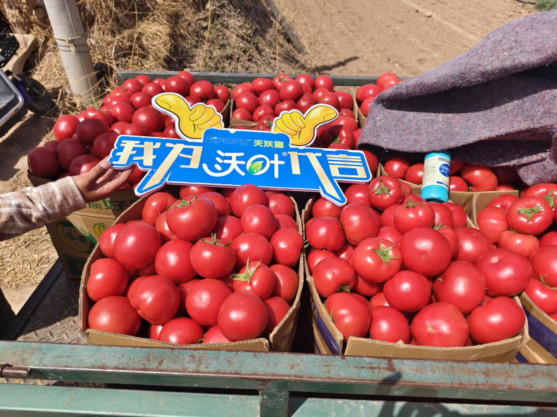 西紅柿施肥用什么肥料好？
