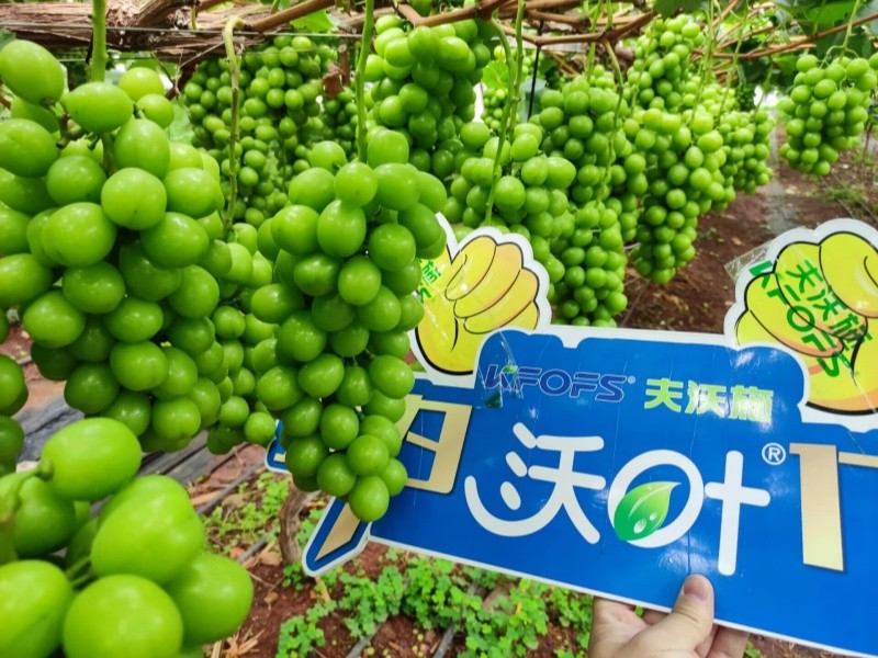 水溶肥選對了，葡萄種植不用愁