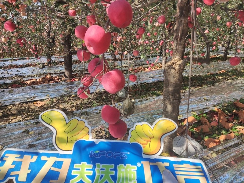 葉面肥你會用嗎？