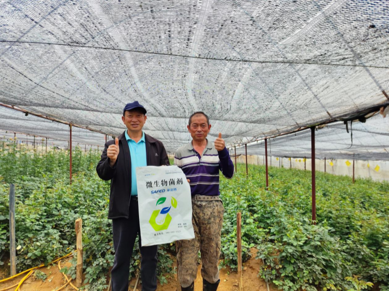 玫瑰花施肥施什么肥料？