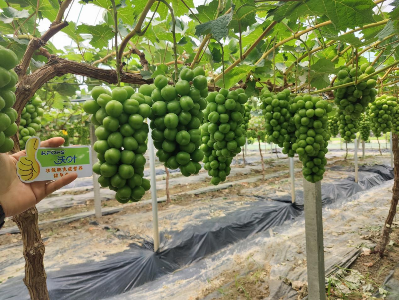 陽光玫瑰葡萄施肥方案，附詳細(xì)表格