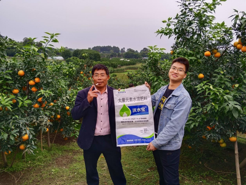 柑橘秋施基肥的作用，總結(jié)歸納三點