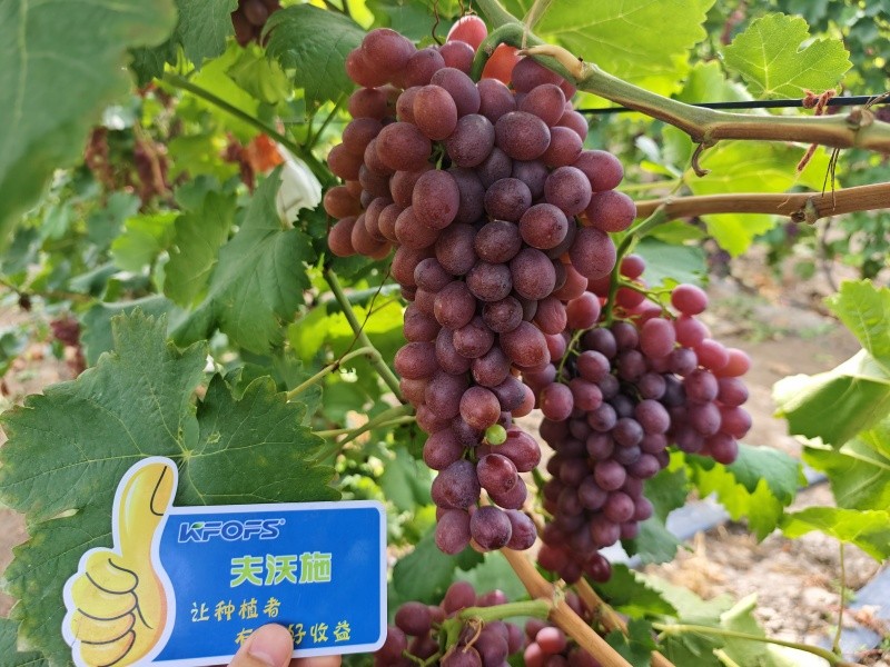 微生物菌劑的作用，你知道嗎？