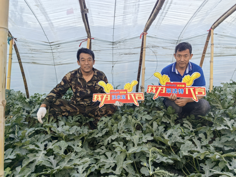微生物菌劑的作用與功效，一起剖析
