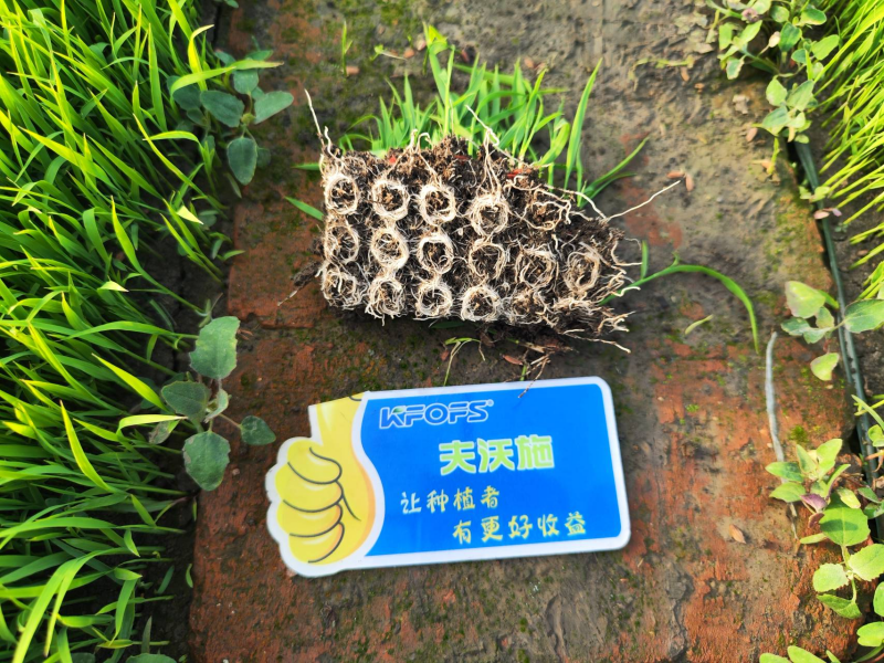 生根劑的正確使用方法，看完漲知識(shí)
