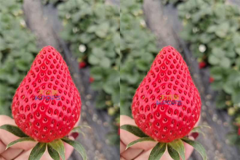 草莓施什么肥料果大？