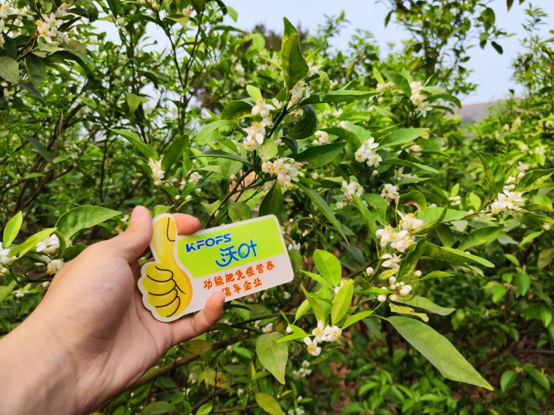 柑橘開花期需要施什么肥？