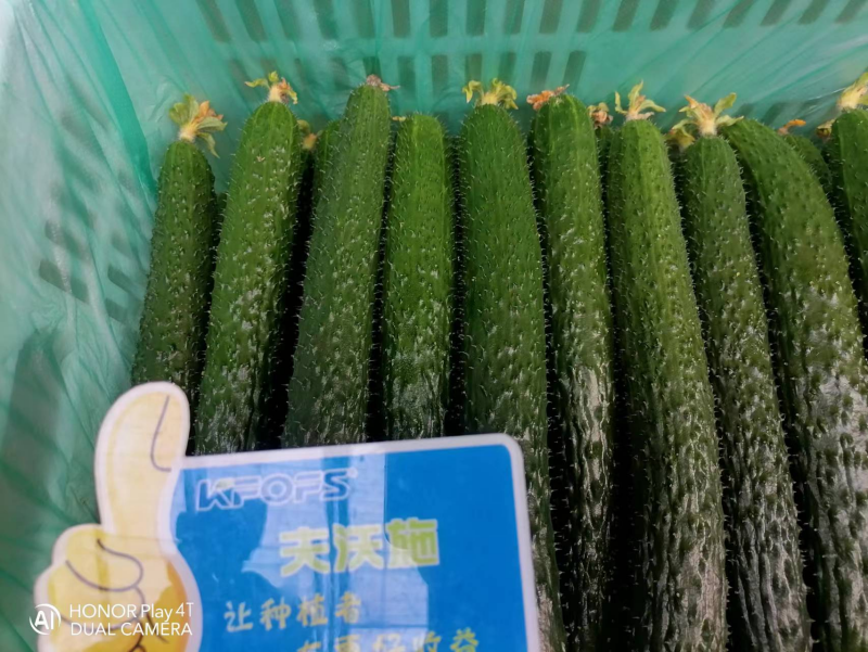 黃瓜幼苗期應該施什么肥-沃葉黃瓜.png