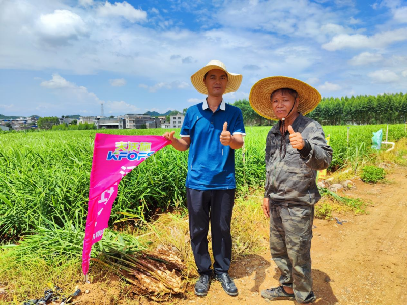 魚(yú)蛋白水溶肥為什么能調(diào)理大姜莖基腐？