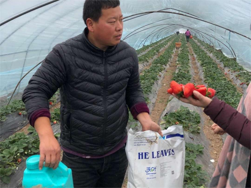 草莓上什么肥料結(jié)的好？