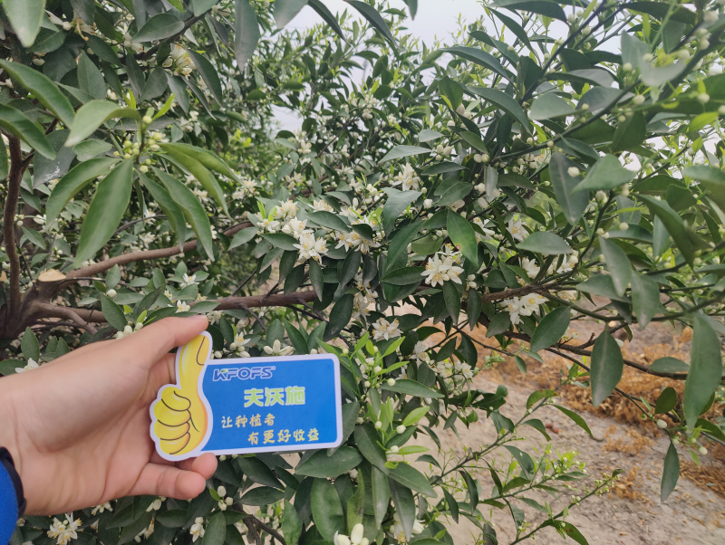 ?；ū９~面肥-新會(huì)柑效果.png