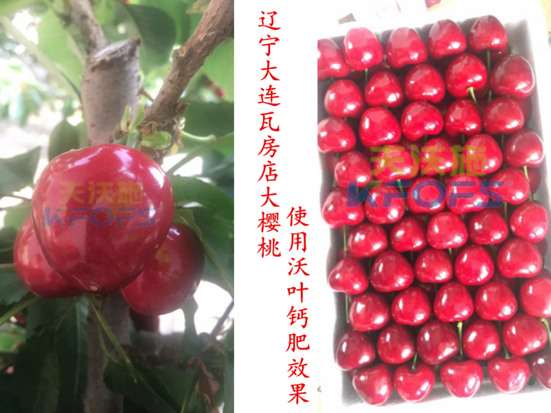 櫻桃全年施肥一覽表-遼寧櫻桃.png
