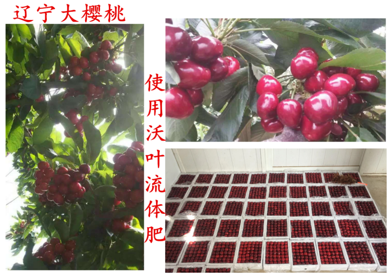 櫻桃全年施肥一覽表-遼寧櫻桃1.png
