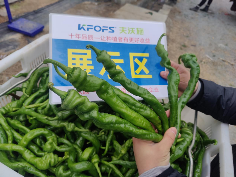 辣椒用什么肥料？