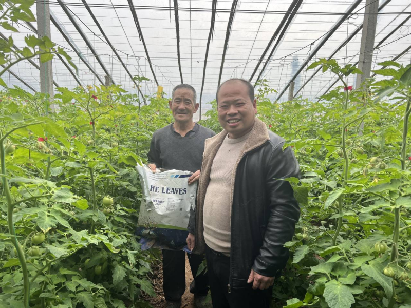 西紅柿怎么施肥？